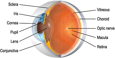 Labeled picture of the eye