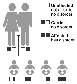 A genogram showing how recessive characteristics work: 2 carriers -> 1 affected, 1 unaffected & two carriers in the children